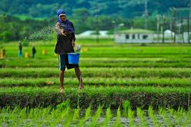 Ketahanan Pangan Difokuskan Nasional di Tengah Cuaca Ekstrem